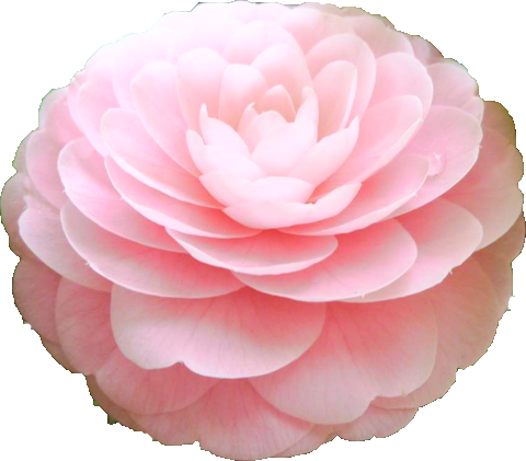 ツバキ（薄いピンク）の花の切抜き画像6