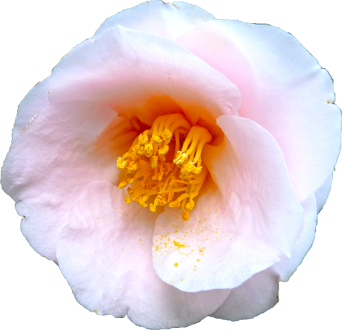 ツバキ（薄いピンク）の花の切抜き画像7