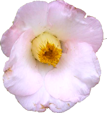ツバキ（薄いピンク）の花の切抜き画像9