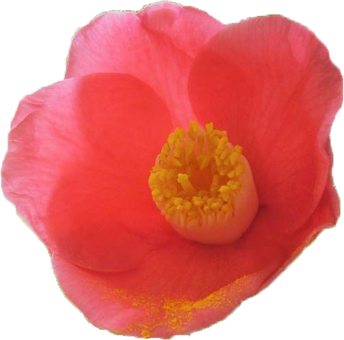 ツバキ（ピンク）の花の切抜き画像1