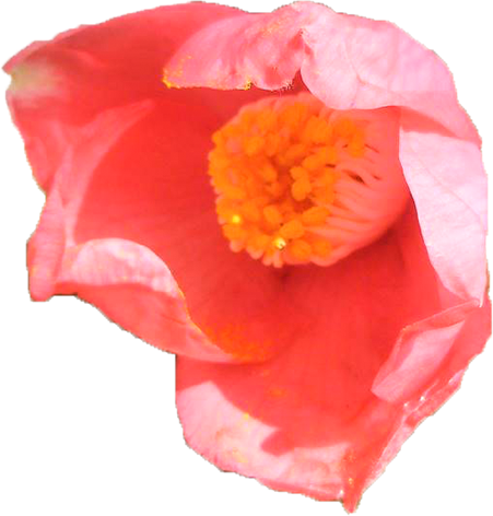 ツバキ（ピンク）の花の切抜き画像2
