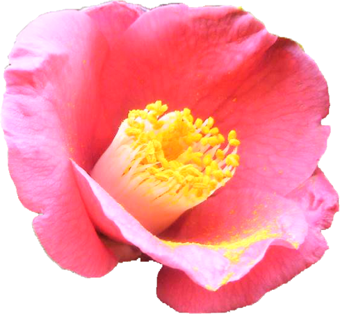 ツバキ（ピンク）の花の切抜き画像3
