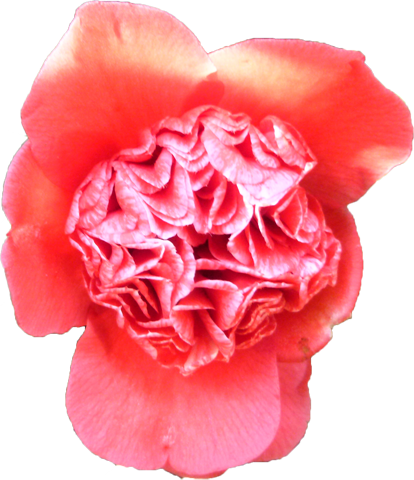 ツバキ（ピンク）の花の切抜き画像4