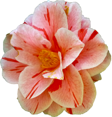 ツバキ（ピンク）の花の切抜き画像6