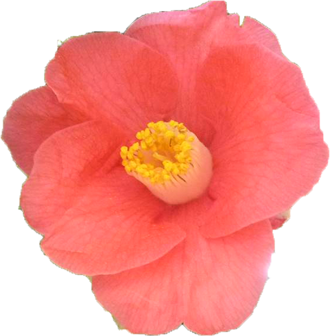 ツバキ（ピンク）の花の切抜き画像7