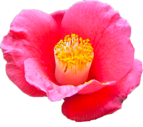 ツバキ（ピンク）の花の切抜き画像10