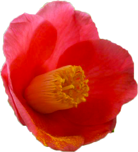 ツバキ（赤）の花の切抜き画像2