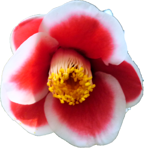 ツバキ（赤）の花の切抜き画像3