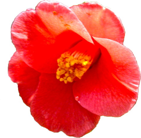 ツバキ（赤）の花の切抜き画像4