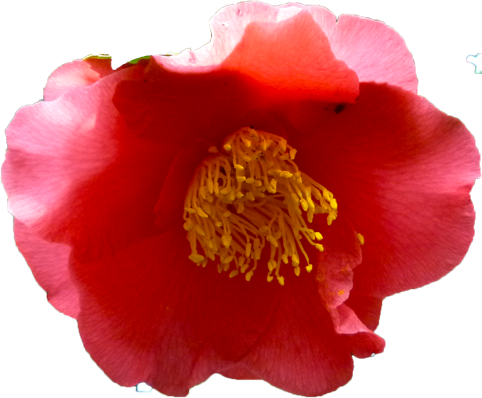 ツバキ（赤）の花の切抜き画像5