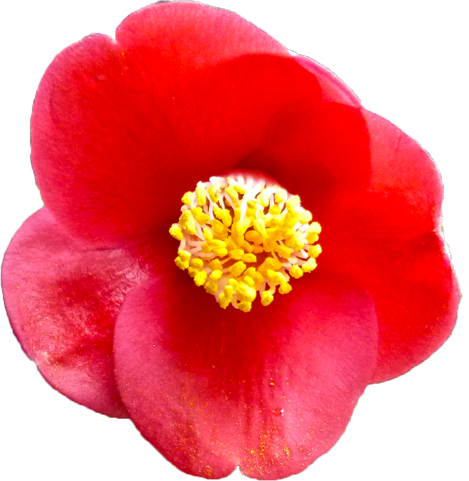 ツバキ（赤）の花の切抜き画像6