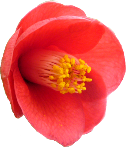 ツバキ（赤）の花の切抜き画像7