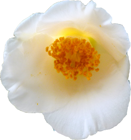 ツバキ（白）の花の切抜き画像1