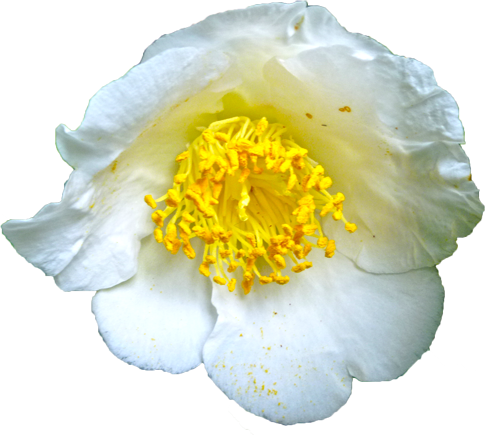 ツバキ（白）の花の切抜き画像2