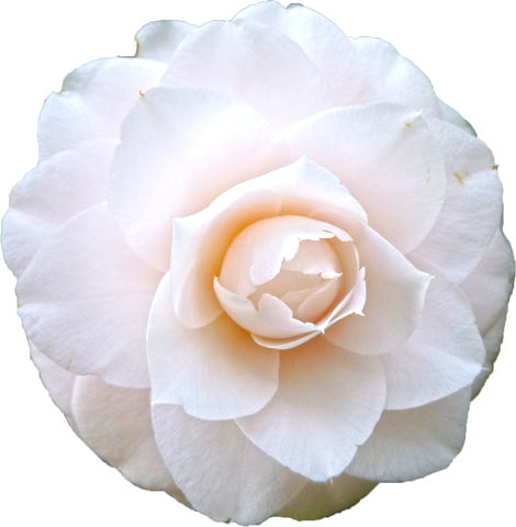 ツバキ（白）の花の切抜き画像3