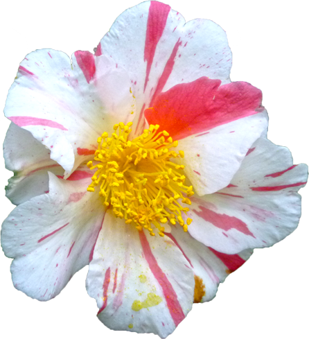 ツバキ（白）の花の切抜き画像4