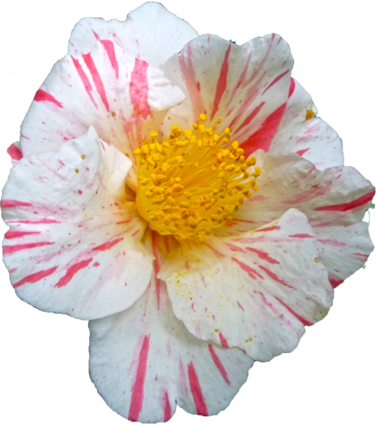 ツバキ（白）の花の切抜き画像5