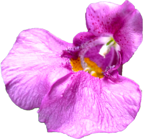 ツリフネソウの花の切抜き画像1