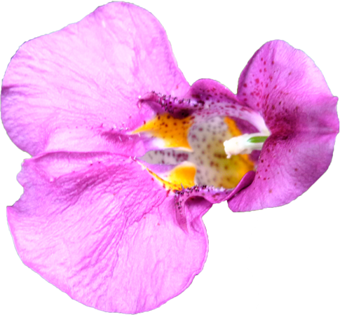 ツリフネソウの花の切抜き画像2