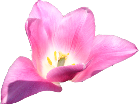チューリップの花の切抜き（ピンク）画像1