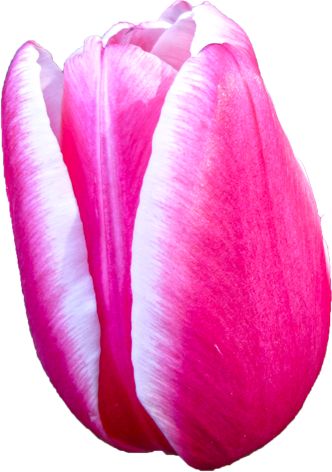 チューリップの花の切抜き（ピンク）画像2