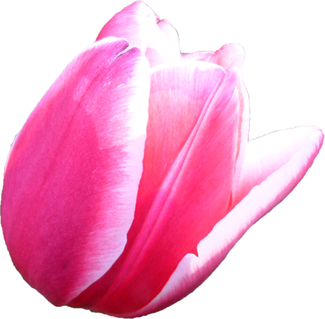チューリップの花の切抜き（ピンク）画像3