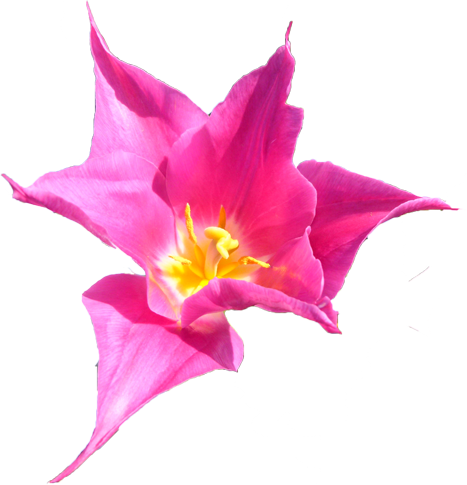 チューリップの花の切抜き（ピンク）画像4