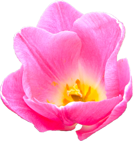 チューリップの花の切抜き（ピンク）画像5