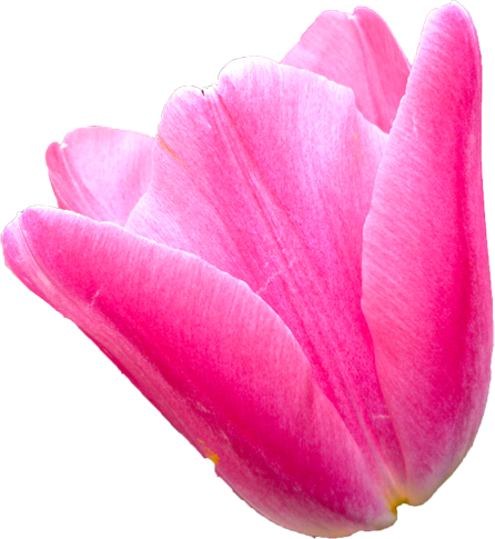 チューリップの花の切抜き（ピンク）画像6