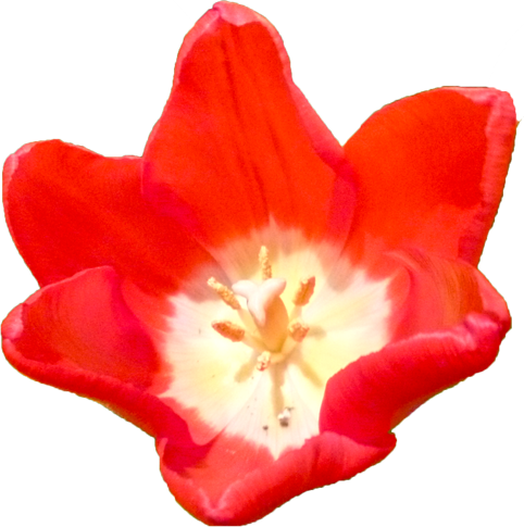 チューリップの花の切抜き（赤）画像1