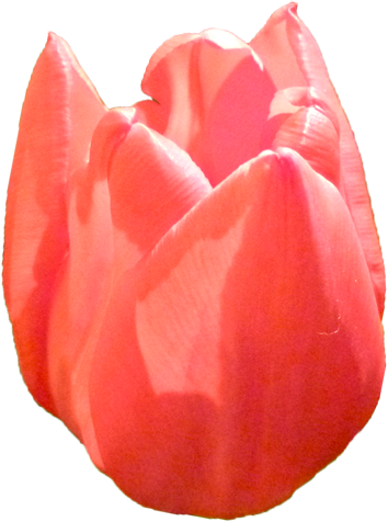 チューリップの花の切抜き（赤）画像3