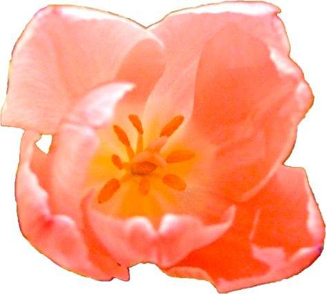 チューリップの花の切抜き（赤）画像4