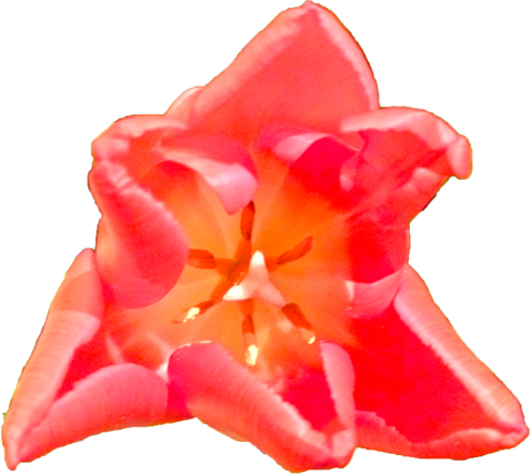 チューリップの花の切抜き（赤）画像5