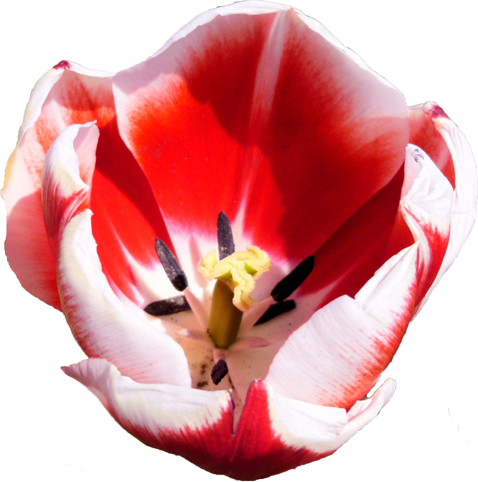 チューリップの花の切抜き（赤）画像6