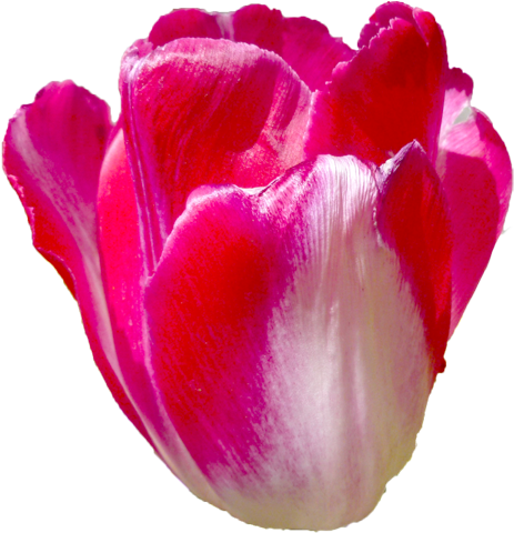 チューリップの花の切抜き（赤）画像7
