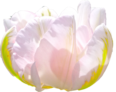 チューリップの花の切抜き（白）画像1