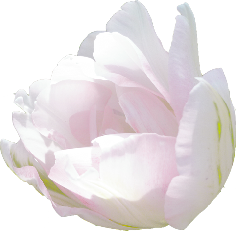 チューリップの花の切抜き（白）画像2