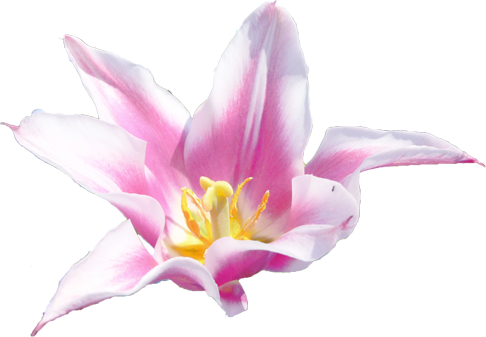チューリップの花の切抜き（白）画像3