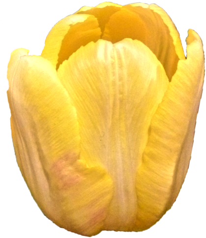 チューリップの花の切抜き（黄）画像1