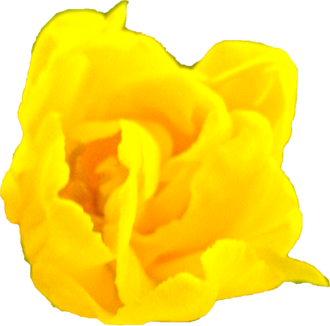 チューリップの花の切抜き（黄）画像2