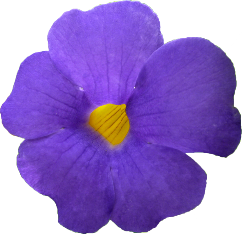 ツンベルギアの花の切抜き画像1