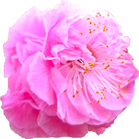 ウメ（ピンク）の花の切抜き画像1