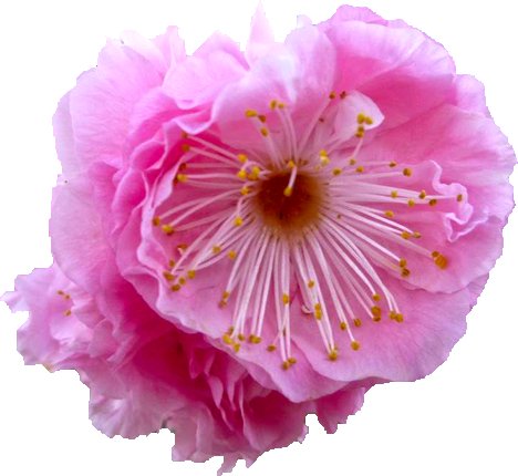 ウメ（ピンク）の花の切抜き画像2