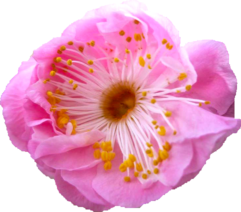 ウメ（ピンク）の花の切抜き画像3