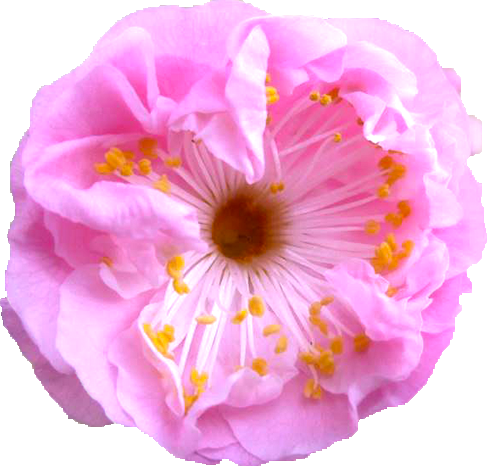 ウメ（ピンク）の花の切抜き画像4