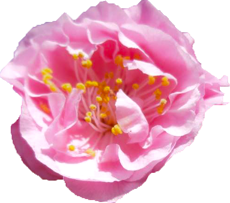 ウメ（ピンク）の花の切抜き画像5