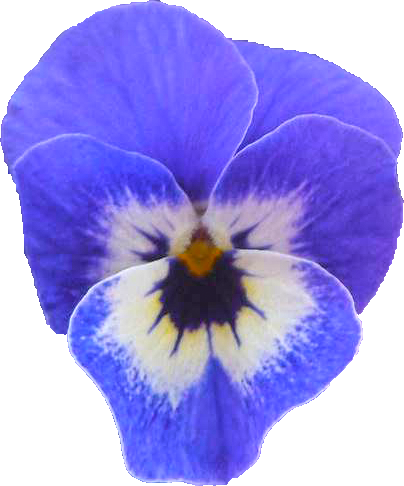ビオラの花の切抜き画像1