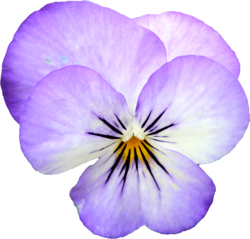 ビオラの花の切抜き画像5