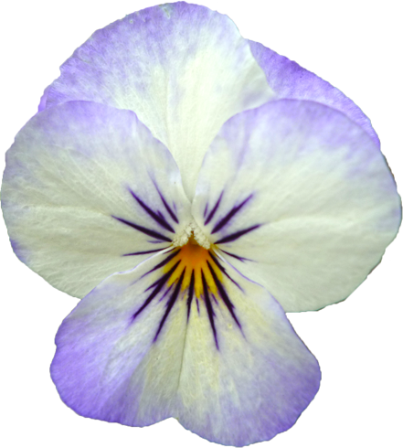 ビオラの花の切抜き画像6