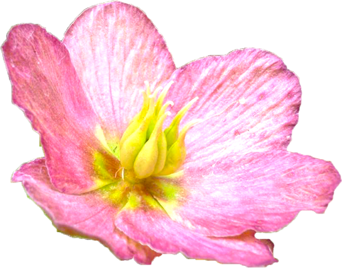 クリスマスローズ（ピンク）の花の切抜き画像4